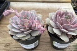 Medium Succulent Plant 'Angel Kissed'. -Green Aura IMG 4217
