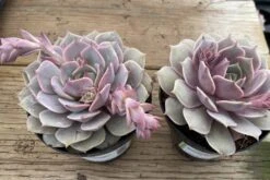 Medium Succulent Plant 'Angel Kissed'. -Green Aura IMG 4218