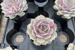 Medium Succulent Plant 'Angel Kissed'. -Green Aura IMG 4219