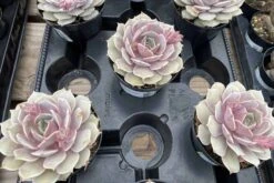 Medium Succulent Plant 'Angel Kissed'. -Green Aura IMG 4220