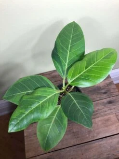 LIVE Ficus Altissima 'Yellow Gem' In 4" Pot -Green Aura IMG 4486
