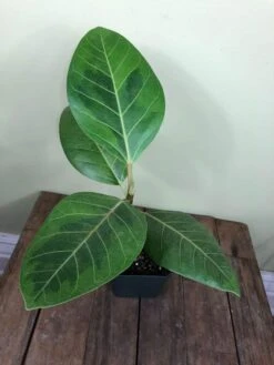 LIVE Ficus Altissima 'Yellow Gem' In 4" Pot -Green Aura IMG 4620