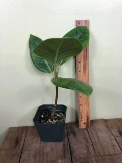 LIVE Ficus Altissima 'Yellow Gem' In 4" Pot -Green Aura IMG 4622