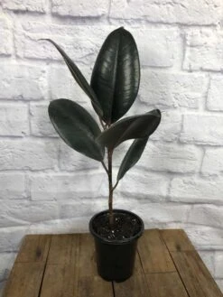 Ficus Elastica 'Burgundy' In 4" Pot -Green Aura IMG 4664