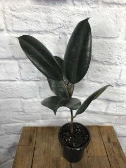 Ficus Elastica 'Burgundy' In 4" Pot -Green Aura IMG 4665