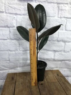 Ficus Elastica 'Burgundy' In 4" Pot -Green Aura IMG 4666