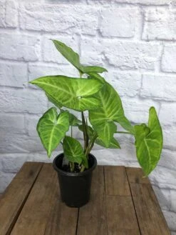 LIVE Syngonium Podophyllum Arrowhead 'White Butterfly' Plant In 4" Pot -Green Aura IMG 4915 rotated 1