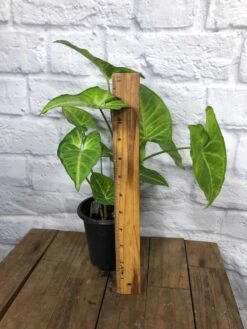 LIVE Syngonium Podophyllum Arrowhead 'White Butterfly' Plant In 4" Pot -Green Aura IMG 4916 rotated 1