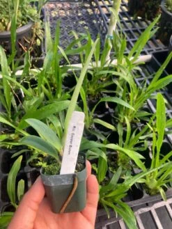 Orchid Cattleya Blc Copper Queen Plant Comes In 2" Pot -Green Aura IMG 4993 rotated 2