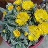 Succulent- Faucaria Tuberculosa -