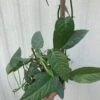 LIVE Epipremnum Pinnatum 'Cebu Blue' Pothos - In 4" Pot -Green Aura IMG 5669