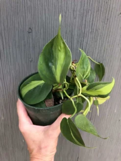 LIVE Philodendron Hederaceum 'Brasil' Plant In 3" Pot