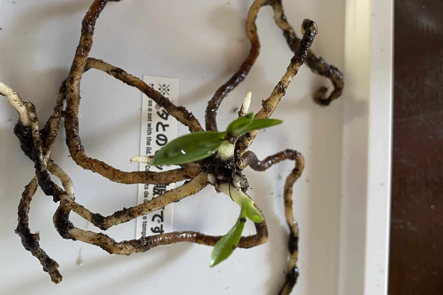 Orchid Spiranthes Cernua Bog Orchid Outdoors 4 Orchid Spiranthes Cernua Bog Orchid Outdoors - Image 2