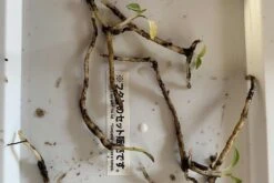 Orchid Spiranthes Cernua Bog Orchid Outdoors 14 Orchid Spiranthes Cernua Bog Orchid Outdoors -Green Aura IMG 5685 rotated 1