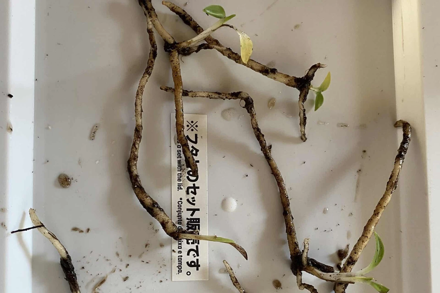 Orchid Spiranthes Cernua Bog Orchid Outdoors 5 Orchid Spiranthes Cernua Bog Orchid Outdoors - Image 3