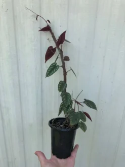 Cissus Discolor Plant, Begonia Vine In 4" Pot -Green Aura IMG 5709