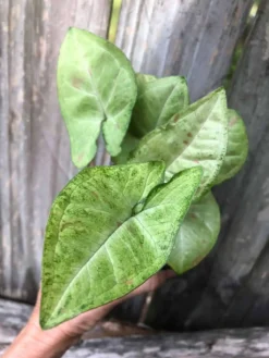 Syngonium Podophyllum Arrowhead 'Confetti' Plant In 3" Or 4" Pot -Green Aura IMG 5808