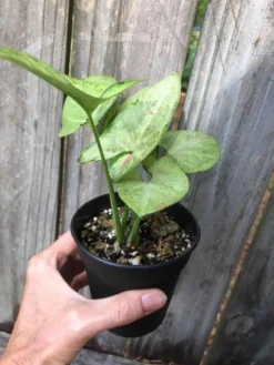 Syngonium Podophyllum Arrowhead 'Confetti' Plant In 3" Or 4" Pot -Green Aura IMG 5809
