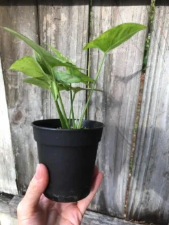 Syngonium Podophyllum Arrowhead 'Confetti' Plant In 3" Or 4" Pot -Green Aura IMG 5812
