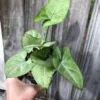 Syngonium Podophyllum Arrowhead 'Confetti' Plant In 3" Or 4" Pot -Green Aura IMG 5813