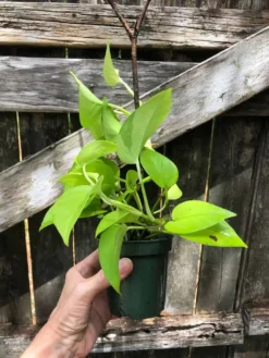 Neon Pothos In 3" Pot - Epipremnum Aureum Neon, Ships In Pot -Green Aura IMG 5842 1