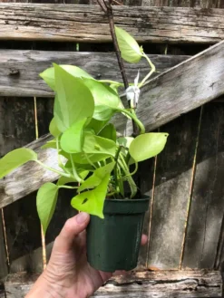 Neon Pothos In 3" Pot - Epipremnum Aureum Neon, Ships In Pot -Green Aura IMG 5843