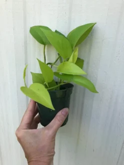 Neon Pothos In 3" Pot - Epipremnum Aureum Neon, Ships In Pot -Green Aura IMG 5910