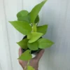 Neon Pothos In 3" Pot - Epipremnum Aureum Neon, Ships In Pot -Green Aura IMG 5911
