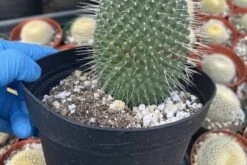 Cactiandexotica | Mammillaria Spinosissima Un Pico -Green Aura IMG 6041 rotated 1