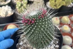 Cactiandexotica | Mammillaria Spinosissima Un Pico