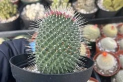 Cactiandexotica | Mammillaria Spinosissima Un Pico -Green Aura IMG 6043 rotated 1