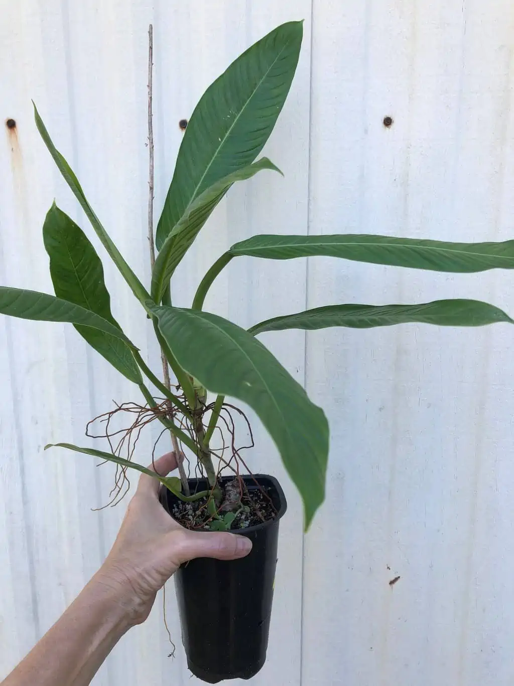 LIVE Philodendron Lynette (Campii) Plant In 5" Pot 4 LIVE Philodendron Lynette (Campii) Plant In 5" Pot - Image 2