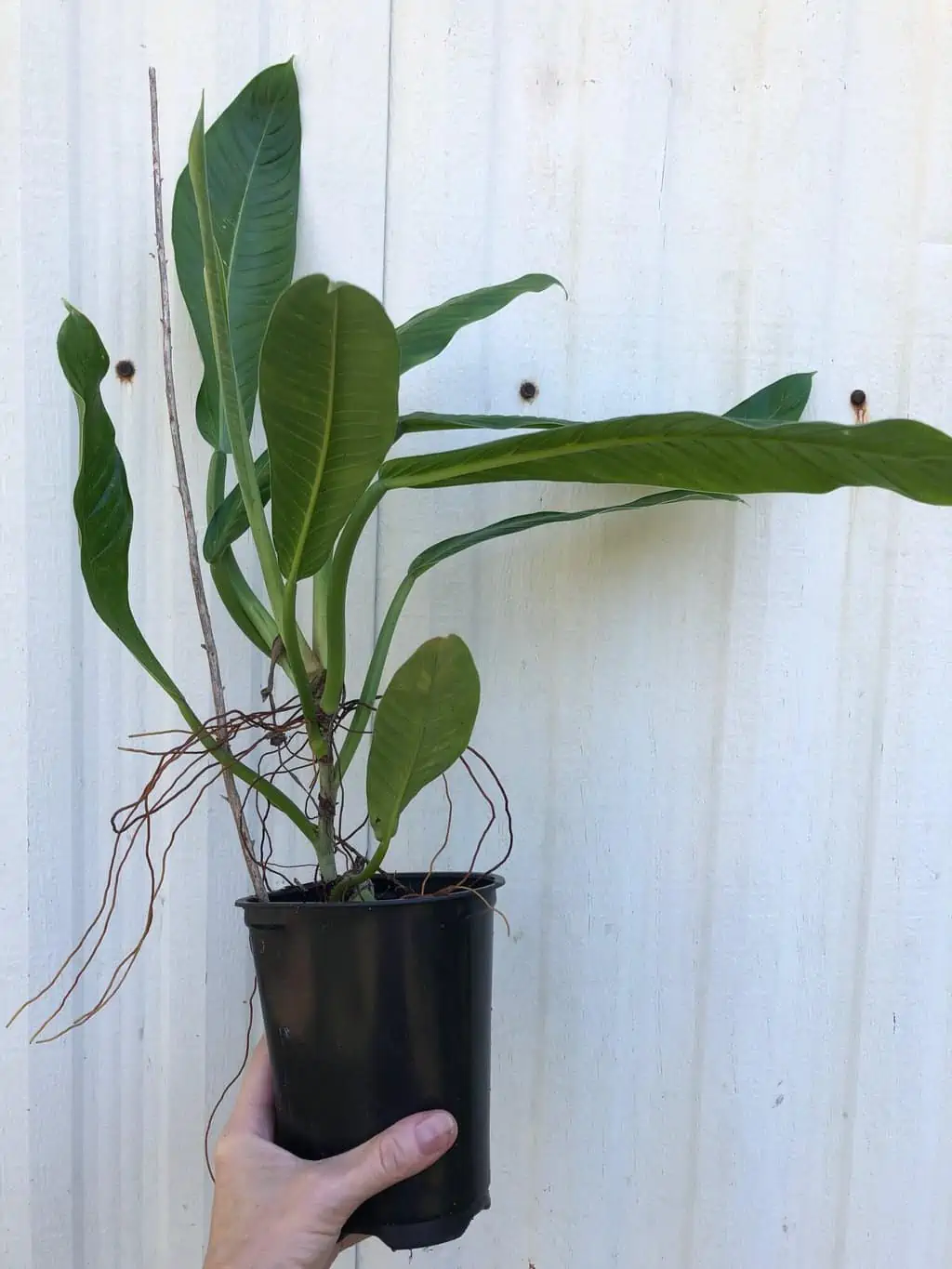 LIVE Philodendron Lynette (Campii) Plant In 5" Pot 5 LIVE Philodendron Lynette (Campii) Plant In 5" Pot - Image 3