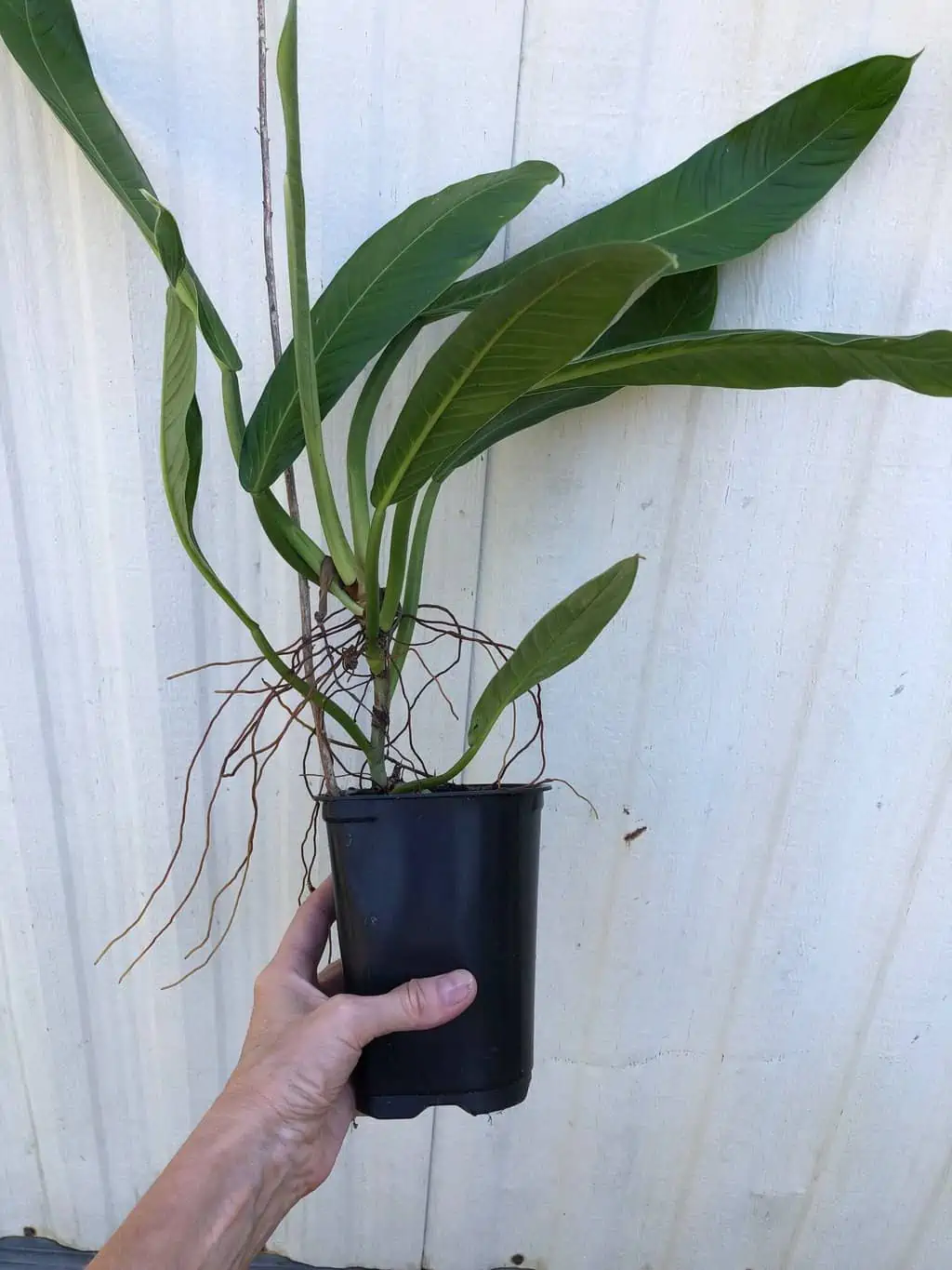 LIVE Philodendron Lynette (Campii) Plant In 5" Pot 6 LIVE Philodendron Lynette (Campii) Plant In 5" Pot - Image 4