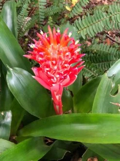 Flaming Torch Bromeliad Plant In 3" Pot, Free Shipping -Green Aura IMG 6658 rotated 1