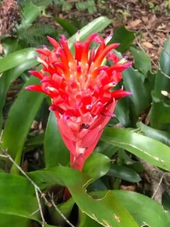 Flaming Torch Bromeliad Plant In 3" Pot, Free Shipping -Green Aura IMG 6659 rotated 1
