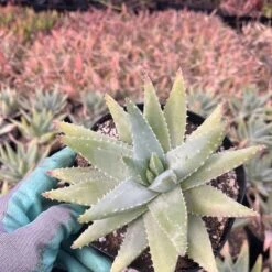 Aloe Brevifolia | 6" Pot -Green Aura IMG 6871 rotated 1