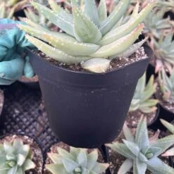 Aloe Brevifolia | 6" Pot -Green Aura IMG 6872 rotated 1