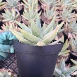 Aloe Brevifolia | 6" Pot -Green Aura IMG 6874 rotated 1