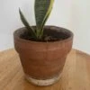 Sansevieria (Snake Plant) | Mini