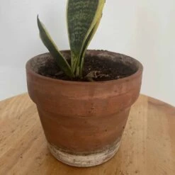 Sansevieria (Snake Plant) | Mini