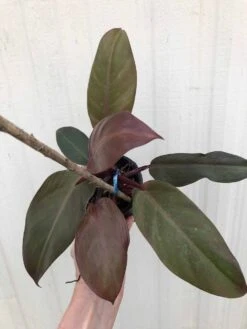 Philodendron 'McColley's Finale' Plant In 4" Pot