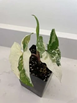 Syngonium Podophyllum "Albo-variegatum"