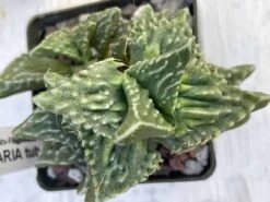 Succulent- Faucaria Tuberculosa - -Green Aura IMG 7719
