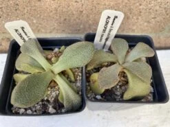 Succulent- Aloinopsis Rosulata -Green Aura IMG 7725