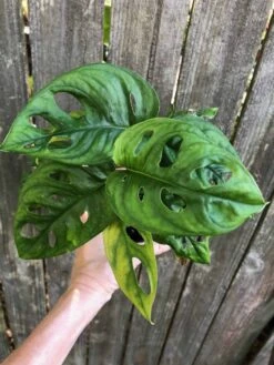 Monstera Adansonii (Friedrichsthalii) Plant - Swiss Cheese Plant In 4