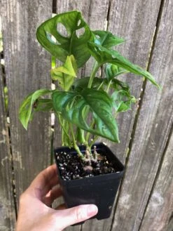 Monstera Adansonii (Friedrichsthalii) Plant - Swiss Cheese Plant In 4 -Green Aura IMG 8040 rotated 1
