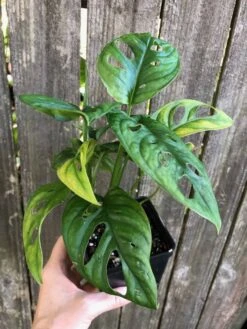 Monstera Adansonii (Friedrichsthalii) Plant - Swiss Cheese Plant In 4 -Green Aura IMG 8041 rotated 1