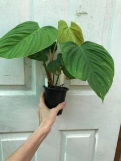 Philodendron Fuzzy Petiole Plant In 4" Pot -Green Aura IMG 8064 rotated 1