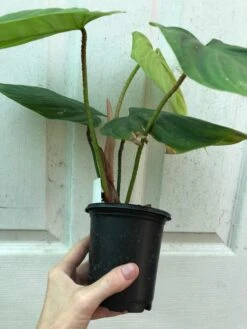 Philodendron Fuzzy Petiole Plant In 4" Pot -Green Aura IMG 8065 rotated 1